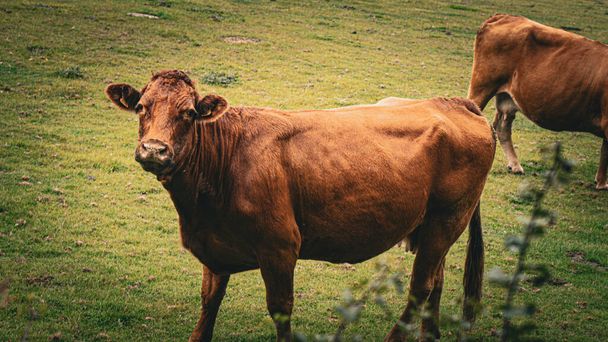 Una pintoresca escena de ganado marrón pastando pacíficamente en un exuberante prado verde. Este paisaje rural captura la esencia de la ganadería lechera en el corazón del campo. - Foto, imagen