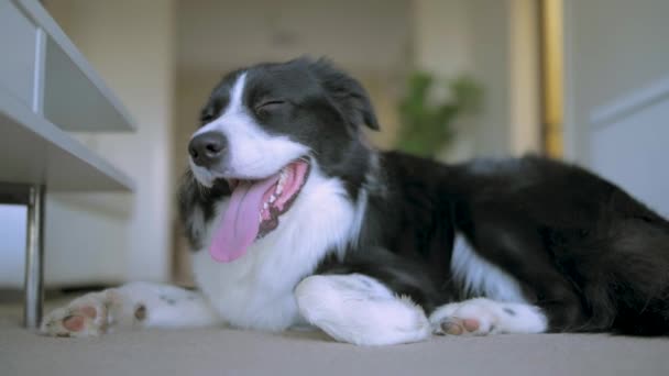 Pesada respiración Border Collie cachorro acostado en el suelo de una alfombra dentro de la casa - Imágenes, Vídeo