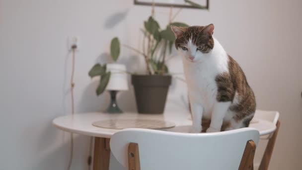 Χαριτωμένη αστεία γάτα στο τραπέζι της κουζίνας σε θολή φόντο. Υψηλής ποιότητας υλικό FullHD - Πλάνα, βίντεο