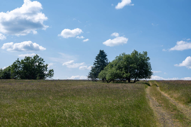 Zielony krajobraz z polną drogą, drzewami i błękitnym niebem - Zdjęcie, obraz