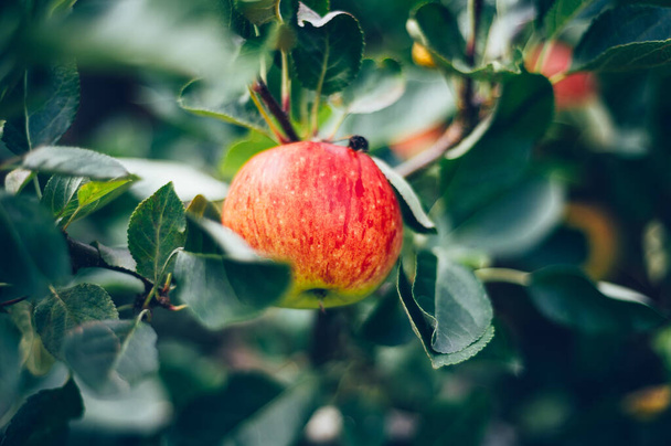 Świeże, rodzime i ekologiczne jabłka gotowe do zbiorów w ogrodzie, jesienny sezon zbiorów - Zdjęcie, obraz