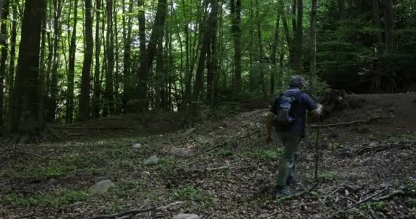 séquences panoramiques de l'homme adulte randonnée dans la belle forêt - Séquence, vidéo