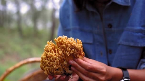 Mycologue féminine concentrée enlevant la saleté du champignon Ramaria tout en étant assise sur des hanches dans les bois - Séquence, vidéo