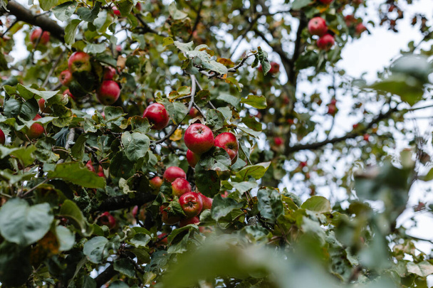 Sonbahar bahçesindeki bir ağaç dalında olgun kırmızı elmalar, hasat mevsiminin mükemmel bir temsili.. - Fotoğraf, Görsel