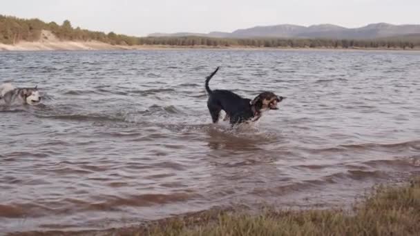 footage of happy dogs playing on river bank - Footage, Video