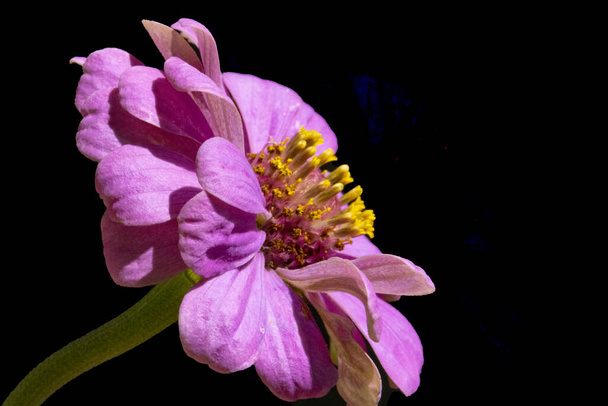 mooie heldere bloemen, close-up uitzicht - Foto, afbeelding