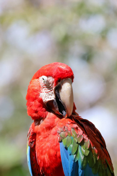 Close up haed de rode ara papegaai vogel in de tuin van Thailand. - Foto, afbeelding