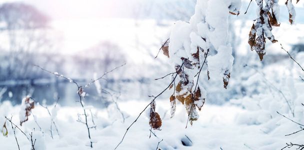 Paisaje invernal con ramas de árboles cubiertas de nieve después de una fuerte nevada cerca del río en tiempo soleado - Foto, Imagen