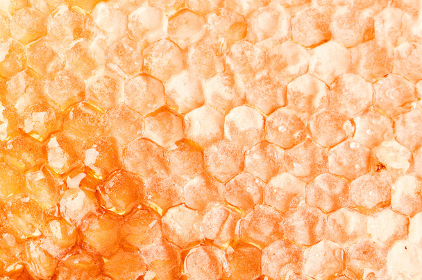 Yellow honeycomb slice - Photo, Image