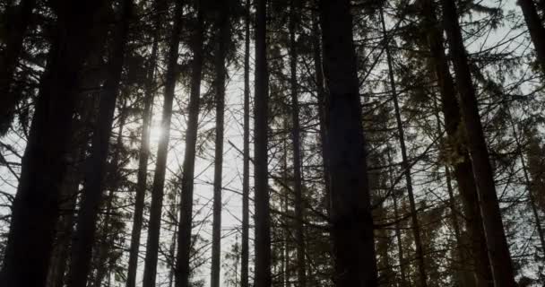 Krásný výhled na stromy se slunečním světlem v lese během léta - Záběry, video