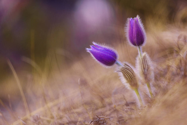 Eastern pasqueflowers, Pulsatilla patens purple flower close-up: beauty in nature, fragility, growth, selective focus. - Photo, Image