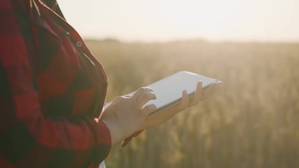 Een agronomist met een tablet houdt rijpe tarwe vast, onderzoekt, analyseert en voert gegevens in de tablet in. Agronomist controleert de oogst van graan in het veld.Business vrouw analyseert graan oogst.4k - Video