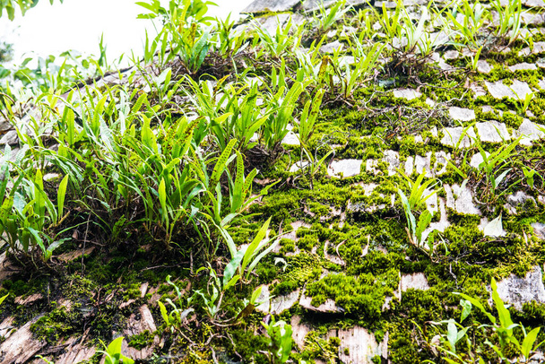 Fern on roof in Doi Inthanon national park, Thailand. - Photo, Image