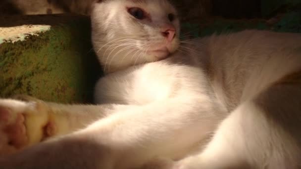 schattig dier kat huishoudelijke achtergrond - Video