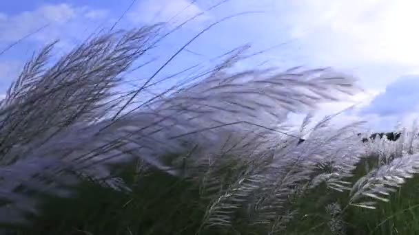 Icono del Otoño. Florecimiento Kans hierba (Saccharum spontaneum) flores de la planta. Balanceos en el viento con luz solar brillante - Metraje, vídeo