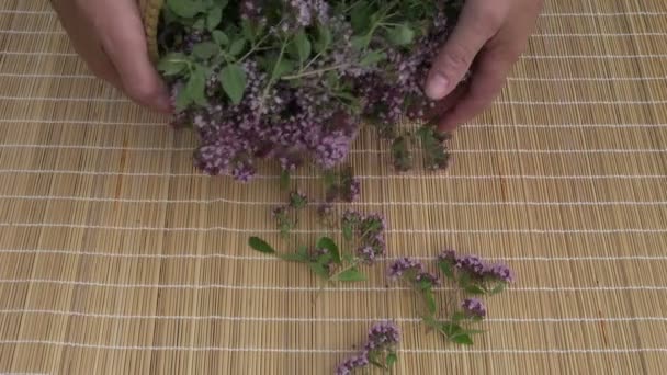 Świeżego oregano dziki majeranek medycznych kwiaty na stole - Materiał filmowy, wideo