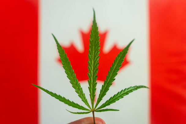 konopný list na pozadí kanadské vlajky. Koncepce legalizace a změny v právních předpisech týkajících se pěstování a používání marihuany v zemi Kanada - Fotografie, Obrázek