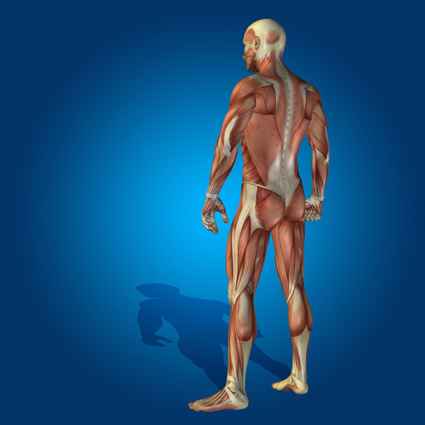 Anatomi vücut kas sağlık veya spor ile - Fotoğraf, Görsel