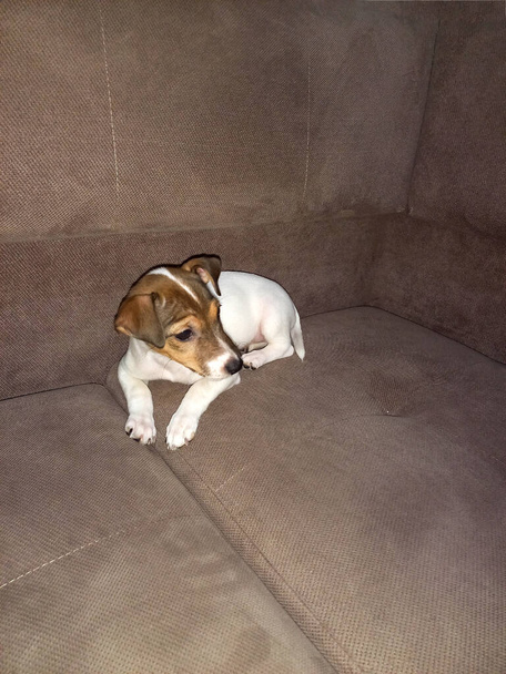 Jack russell terrier cachorro perro sentado en terciopelo marrón silla de cerca - Foto, imagen