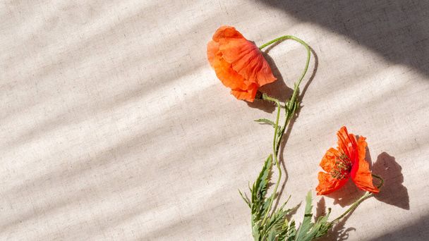 Красный мак увядшие цветы на бежевом льняном фоне с образом жизни солнечные тени света. - Фото, изображение
