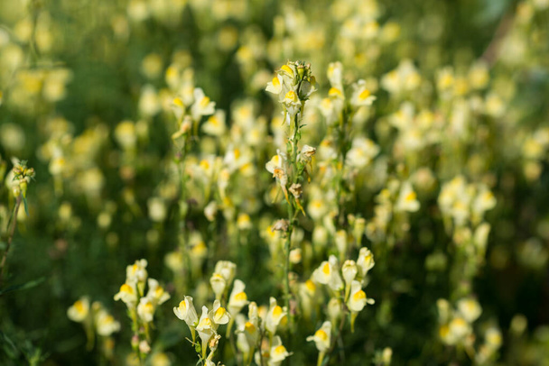 Linaria vulgaris, rupikonna keltaiset kukat lähikuva valikoiva painopiste - Valokuva, kuva
