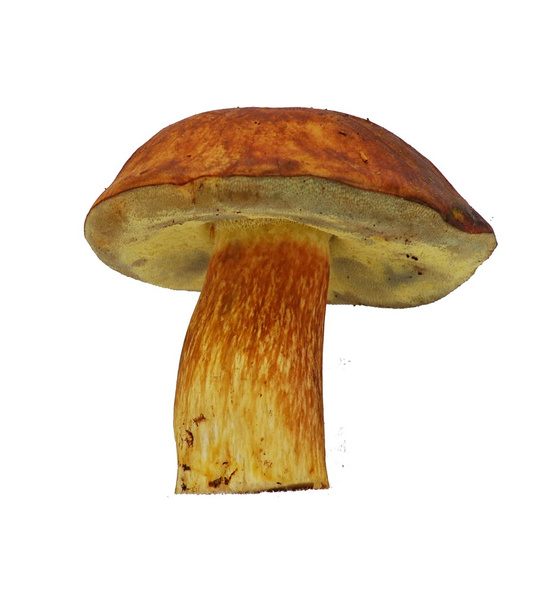 Болетский гриб
 - Фото, изображение
