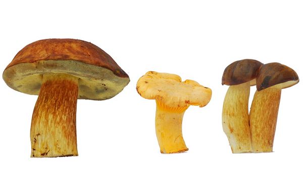 Hřib houby - Fotografie, Obrázek