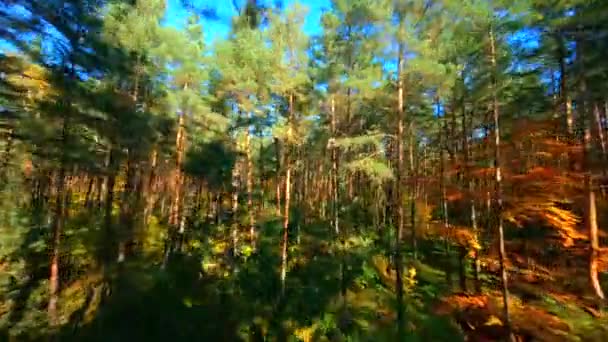 FPV drone volo liscio attraverso la foresta autunnale. - Filmati, video