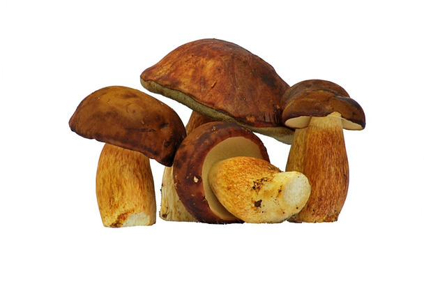 Bolete mushroom - Photo, Image