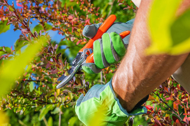 Caucasian Gardener Trimming Dead Leaves and Branches Using Secateurs. Gardening Theme. - Foto, Bild