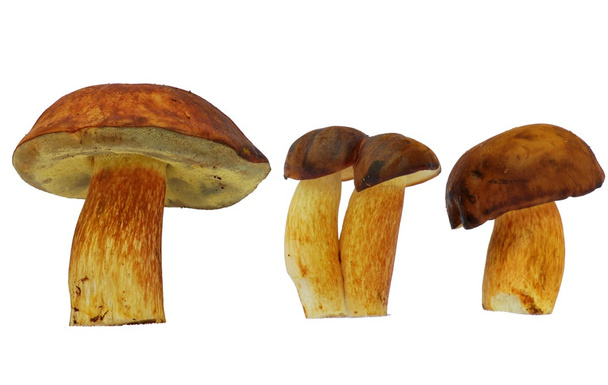 Bolete mushroom - Photo, Image