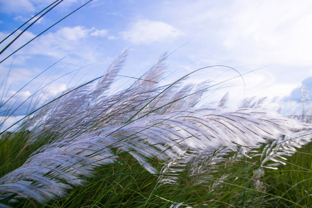 クローズアップフォーカスブルーミングカンザス草(サッカリウム自発性) 曇った青空の花畑 - 写真・画像