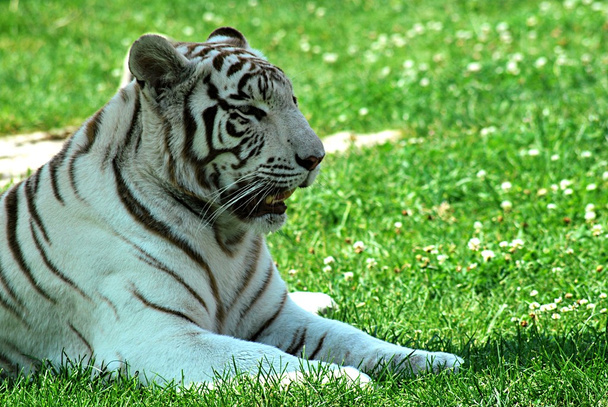 Tigre blanco
 - Foto, Imagen