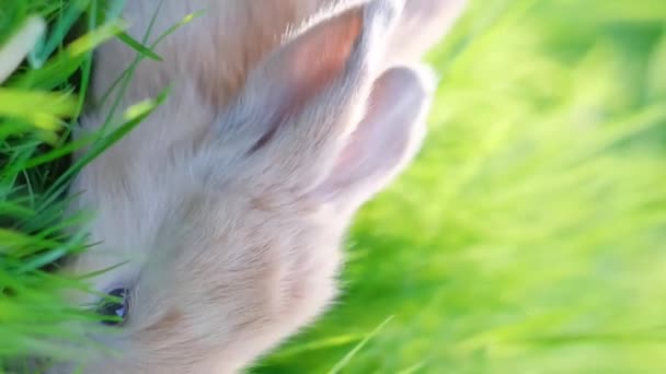 Pequeño conejo de orejas rojas en la hierba verde, comiendo hojas en verano. Conejo de Pascua en el jardín. Hermosa mascota. Hogar, alegría, primavera, naturaleza. Vídeo vertical - Metraje, vídeo