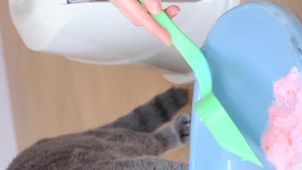 Majitel šedé skotské kočky naplňuje krabici s kočičími odpadky hygienickým produktem. Téma péče o zvířata. Svislé video - Záběry, video