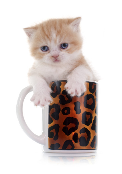 Farsça kedi yavrusu - Fotoğraf, Görsel