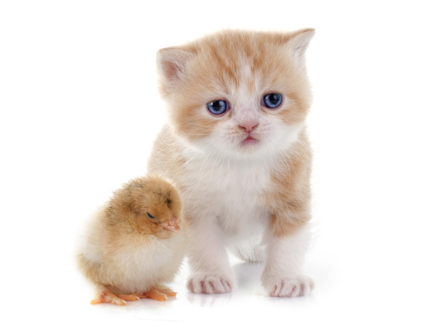 gatito persa y polluelo
 - Foto, Imagen
