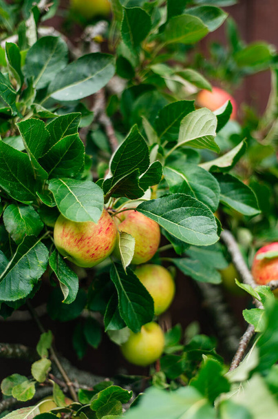 Φρέσκα, σπιτικά και βιολογικά μήλα έτοιμα για συγκομιδή στον κήπο, φθινοπωρινή εποχή συγκομιδής - Φωτογραφία, εικόνα