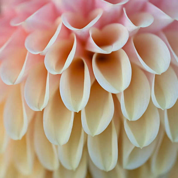 Közelkép a rózsaszín és sárga Dahlia virág részletek háttér használat. - Fotó, kép