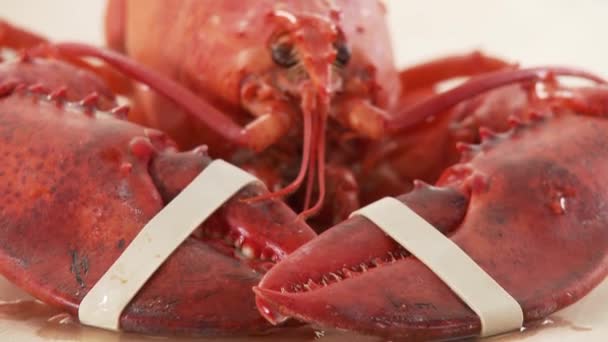 Főtt homár gumiszalag - Felvétel, videó