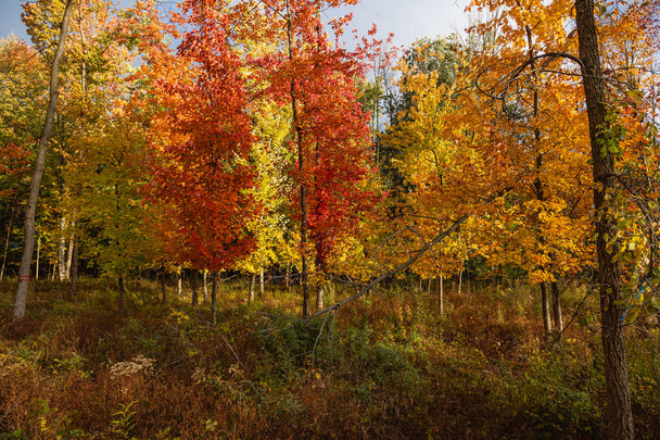 Krásný podzimní moment v Quebecu, Kanada 2023 - Fotografie, Obrázek