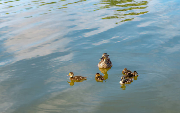 Anne ördek ve güzel tüylü ördekleri gölde yüzüyor. Vahşi doğadaki hayvanlar. - Fotoğraf, Görsel