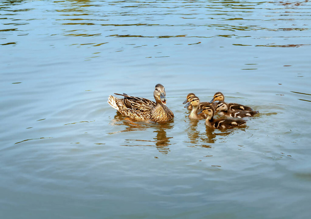 Ducklings met hun moeder eend zwemmen in een vijver op een zonnige zomerdag. Wilde vogels in een vijver. - Foto, afbeelding