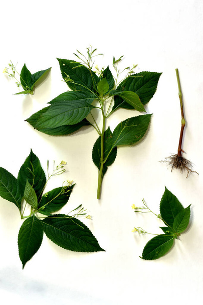 Το βότανο Impatiens parviflora παρουσιάζεται για μελέτη. Η φωτογραφία δείχνει το στέλεχος του φυτού Impatiens parviflora, τα φύλλα, τους σπόρους και το ριζικό του σύστημα. - Φωτογραφία, εικόνα