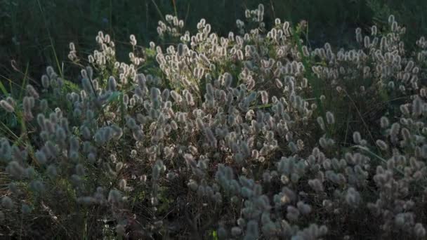 Belle herbe brille dans les rayons du soleil couchant. Les rayons Solnaya illuminent les plantes. Dans la nature, dans la forêt. - Séquence, vidéo