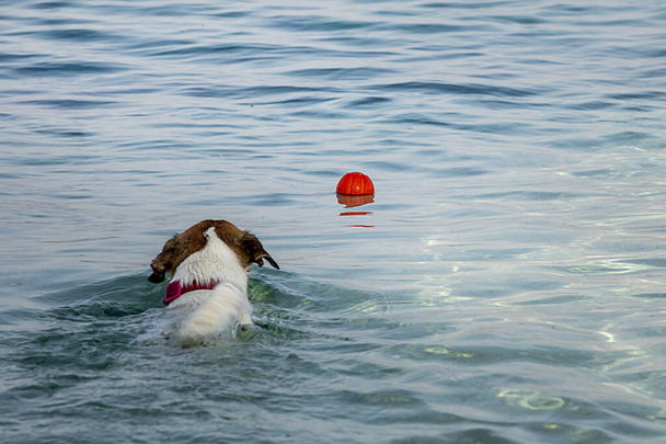 Jack Russell Terrier pływa po pomarańczowej kuli w morzu - Zdjęcie, obraz
