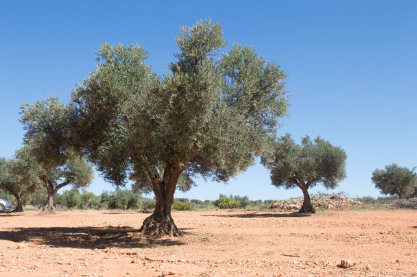 スペインの地中海産オリーブ オリーブオイルの源 - 写真・画像