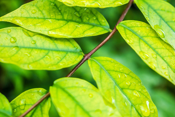 regenwater druppel op groen blad close-up natuurlijke achtergrond - Foto, afbeelding