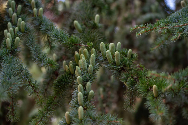 Close up of Atlas cedar branch( Cedrus atlantica) - Foto, Imagem