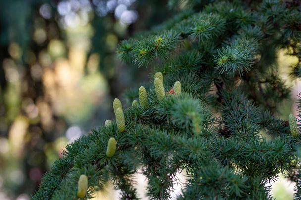 Close up of Atlas cedar branch( Cedrus atlantica) - Photo, Image